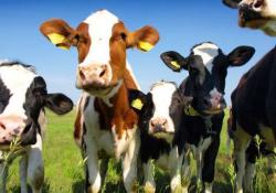 Сырое коровье молоко и говяжий стейк - причина развития рака груди?