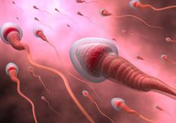 Выдан патент на уникальный метод получения мужской спермы