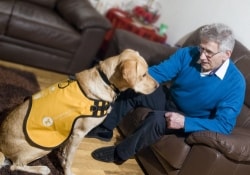 Собаки-поводыри станут помощниками стариков, страдающих деменцией