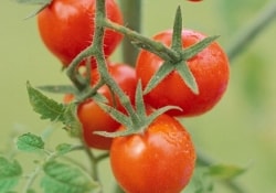 Благодаря генной инженерии томаты превратились в фабрику антиоксидантов