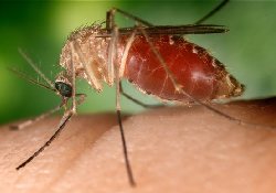 Генная инженерия превратит малярийных комаров в безобидных насекомых