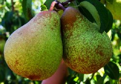 В борьбе с ожирением груши не уступают «суперполезным» яблокам