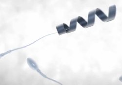 «Пропеллеры» для сперматозоидов – новинка репродуктивной медицины