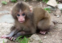 С помощью методов генной инженерии «создали» обезьян-аутистов