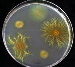 Новый взгляд на выживаемость бактерий