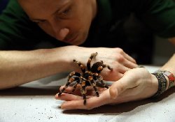 Яд тарантула поможет избавиться от хронических болей в кишечнике