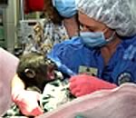 Детенышу гориллы удалили кисту вблизи позвоночника - подробности уникальной операции