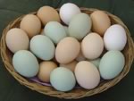 Куриные яйца больше не будут причиной аллергии