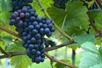 Виноградная кожура - новое лекарство от диабета