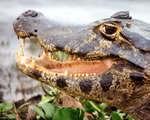 Кровь крокодила может стать новым источником производства антибиотиков