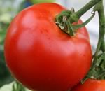 Вспышка кишечной инфекции связана с зараженными помидорами