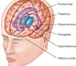 Как по активности коры головного мозга предсказать возможные проявления шизофрении?