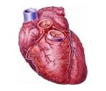 Клетки сосудов сердца выращены в лабораторных условиях