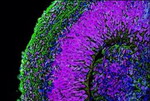 Ткань человеческого мозга из стволовых клеток