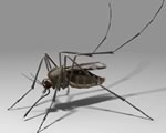 Снижение продолжительности жизни комаров
