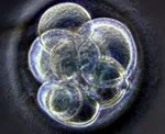 В Испании разрешили селекцию эмбрионов