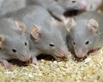 Новое слово в биоинженерии: ученые выращивают мышам зубы