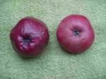Органические яблоки полезнее неорганических