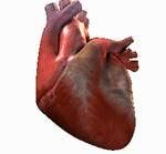Ученые создали сокращающуюся сердечную мышцу
