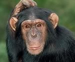 Почему шимпанзе не могут говорить?
