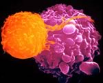 Убивать раковые клетки будут вирусы