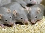 Лекарство от рака лёгких успешно тестируется на мышах