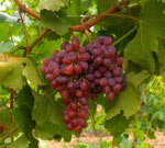Виноград полезен при диабете и заболеваниях сердца