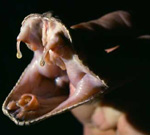 Всемирная организация здравоохранения открыла сайт, посвященный лечению змеиных укусов