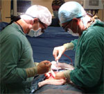Вес донорской почки имеет значение для успеха трансплантации