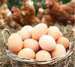 Шок: яйца деревенских кур могут быть гораздо опаснее, чем «конкурирующая продукция» с птицефабрик