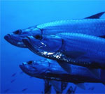 Морская рыба более подвержена загрязнению ртутью, чем пресноводная