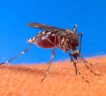 Бактериологическое оружие против лихорадки денге – остроумная идея австралийских ученых