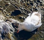 Украинские чайки умерли не от гриппа