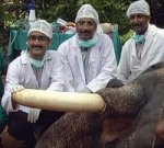 Как «человеческие» стоматологи лечили слона