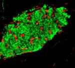 Инсулин – из клеток мужских яичек