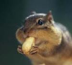 Пластический хирург сделал из женщины… бурундука