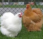 Новая порода кур не способна распространять птичий грипп
