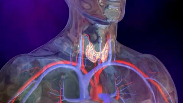 Сигналы о нарушении в работе щитовидной железы